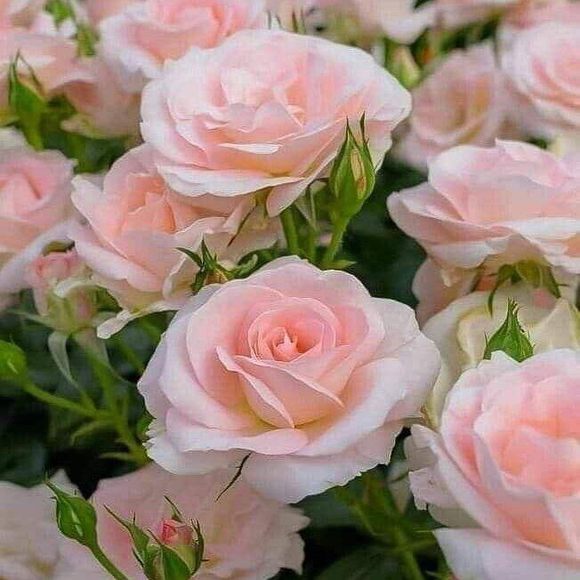 rosemaria61